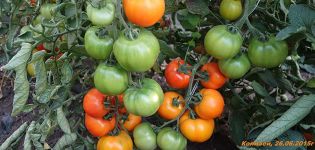 Egenskaper och beskrivning av författarens tomatfrön från uppfödaren Myazina
