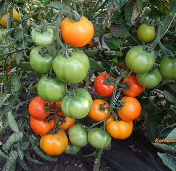Đặc điểm và mô tả về hạt cà chua của tác giả từ nhà lai tạo Myazina