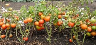 Beschreibung und Eigenschaften der nördlichen Baby-Tomatensorte