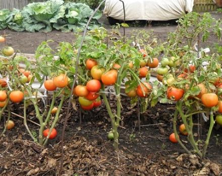 Opis a charakteristika odrody paradajok severských dojčiat