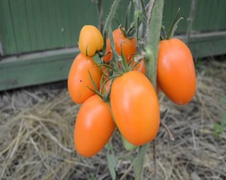 Charakteristika a opis odrody rajčiaka Chukhloma, jeho výnos