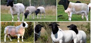 Mô tả và đặc điểm của cừu dorper, tính năng duy trì của chúng