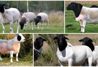 Avienos avių aprašymas ir savybės, jų priežiūros ypatumai