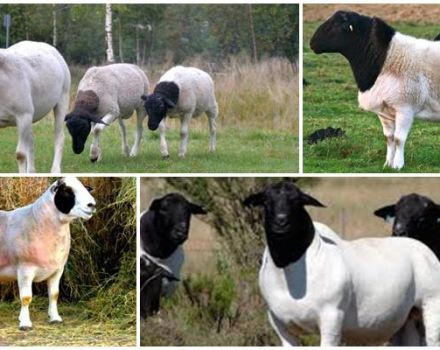 Descripción y características de las ovejas dorper, características de su mantenimiento.