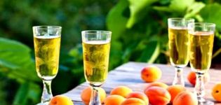 12 lengvų, žingsnis po žingsnio naminio abrikosų vyno receptų