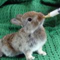 Vad som kan och inte kan matas till kaniner, reglerna för konstgjord utfodring