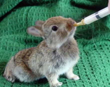 What can and can not be fed to rabbits, the rules of artificial feeding