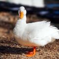Description and characteristics of ducks of the French breed CT5, rearing and care