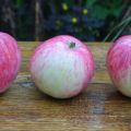 Beskrivning och egenskaper hos äppelträdsorten Bashkirskaya krasavitsa, fördelar och nackdelar
