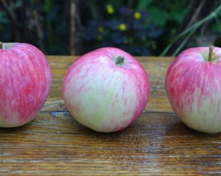 Beschrijving en kenmerken van de appelboomvariëteit Bashkirskaya krasavitsa, voor- en nadelen