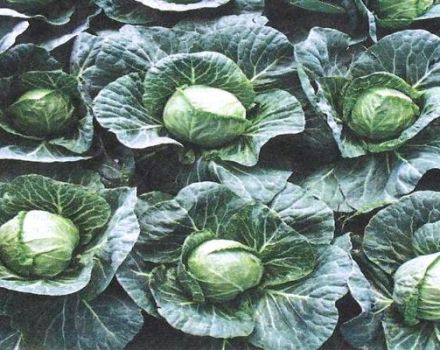 Is it possible to plant cabbage in July, the advantages and disadvantages of the term