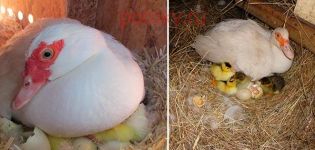 Why a duck eats and throws its eggs out of the nest and what to do, how to prevent