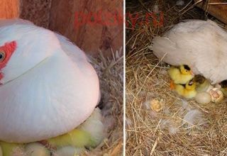 Зашто патка једе и избацује јаја из гнезда и шта треба учинити, како спречити