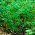 The best varieties of dill without umbrellas for greens with names