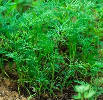 The best varieties of dill without umbrellas for greens with names
