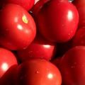 Eigenschaften und Beschreibung der Bagheera-Tomatensorte, deren Ertrag