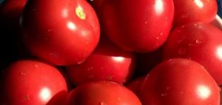 Characteristics and description of the Bagheera tomato variety, its yield
