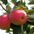 Kenmerken, beschrijving en regio's van groeiende appelbomen van de variëteit Snezhny Kalvil