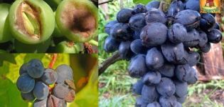Pourquoi les raisins se fissurent-ils pendant la période de maturation et comment traiter la maladie