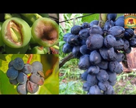 Perché l'uva si spezza durante il periodo di maturazione e come trattare la malattia