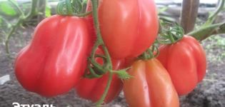Beskrivning av tomatsorten Etual och dess egenskaper och utbyte