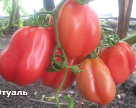 Pomidorų veislės „Etual“ aprašymas ir jos savybės bei derlius