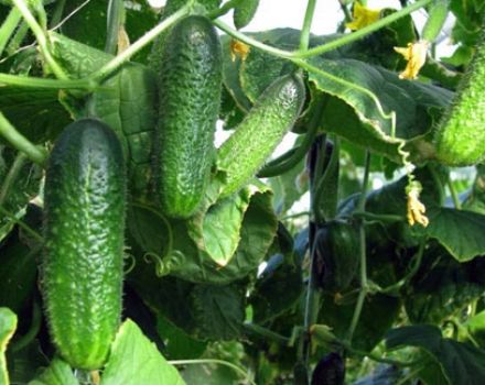 Dyrkning af agurker i åben jord og i et drivhus til Krasnodar Territory, de bedste sorter