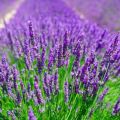 Planting and caring for lavender outdoors, pruning and preparing for winter
