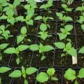 How can you distinguish hot pepper seedlings from sweet ones, care and cultivation at home