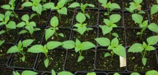 Hur kan du särskilja plantor från peppar från söta, vård och odling hemma