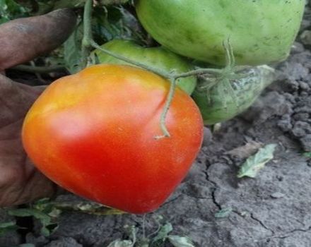 Pomidorų „Fater Rein“ veislės aprašymas, jo savybės ir derlius