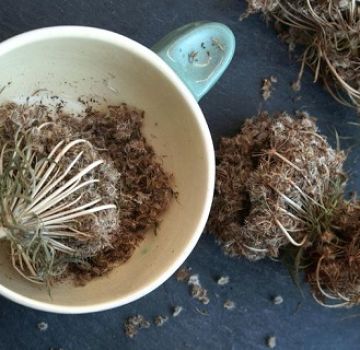 How to grow carrot seeds yourself at home
