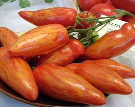 Beskrivning av tomatsorten Madness Kasadi, dess egenskaper och utbyte