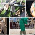 Symptômes de la pourriture des sabots et traitement de la cécidomyie piquante du bétail à la maison