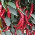 Description of varieties of hot peppers for open ground