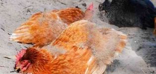 How to remove fleas from chickens with folk remedies and preparations, processing rules