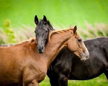 Typer av hästkorsningar och grundläggande regler