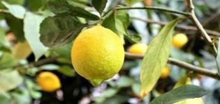 Beschreibung der Regeln für Novogruzinsky-Zitrone, Pflanzen und Pflege zu Hause