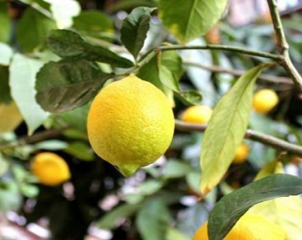 Beskrivelse af Novogruzinsky citron, plantning og plejebestemmelser derhjemme