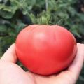Περιγραφή και χαρακτηριστικά της ποικιλίας ντομάτας Ροζ διάλυμα