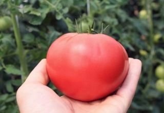 Beschreibung und Eigenschaften der Tomatensorte Pink Lösung