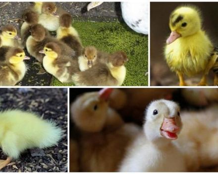 Зашто патке једу лоше и не расту, разлози и шта треба радити