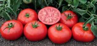 Tomsko pomidorų veislės ir jos savybių aprašymas