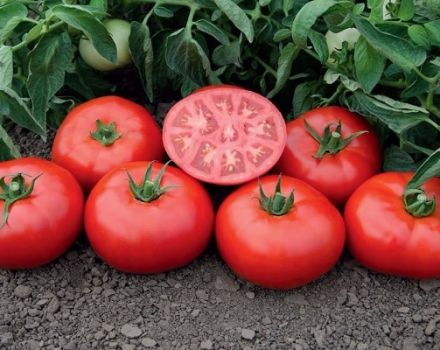 Descripción de la variedad de tomate Tomsk y sus características