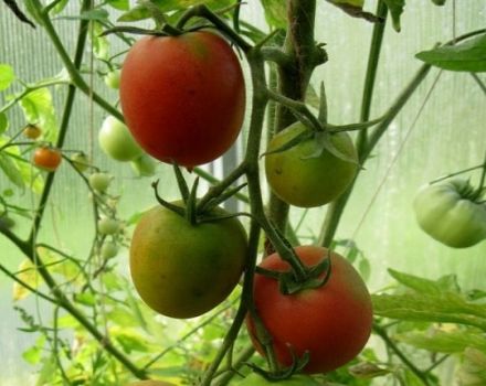 Opis sorte rajčice Syzran Pipochka, uzgoj i njega