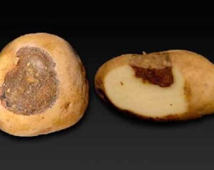Beschreibung der Kartoffel-Alternaria, Behandlung und Hauptmaßnahmen zur Bekämpfung der Krankheit