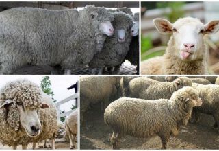 Popis a vlastnosti kavkazských ovcí, vlastnosti obsahu