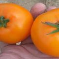 Popis odrůdy rajčat Golden nugget a jeho vlastnosti