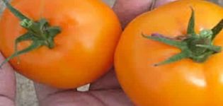 Description de la variété de tomate Golden pépite et ses caractéristiques