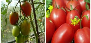Egenskaper och beskrivning av tomatsorten Aviso
